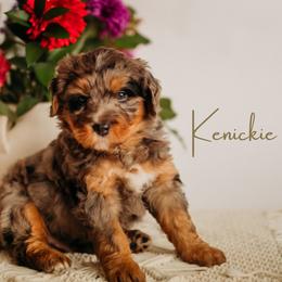 Kenickie - Merle male Bernedoodle puppy in Grants Pass, Oregon from Royal Empire Bernedoodles