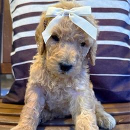Cheer Captain - Sable female Goldendoodle puppy in Social Circle, Georgia from Poppiedoodle Farms