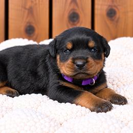 Purple collar - Black and mahogany female Rottweiler puppy in Industry, Illinois from KDKs Kennels