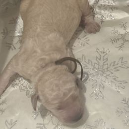 Noel - White male Poodle puppy in Mobile, Alabama from Semmy’s Standard Poodle LLC