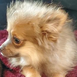 Olivia - Lavender female Pomeranian puppy in Bellevue, Iowa from Vivere Farm LLC