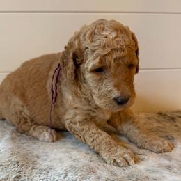 Purple Collar Girl - Red female Bernedoodle puppy in San Augustine, Texas from Vintage Doodles