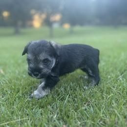 Miniature Schnauzer Puppies from Rebecca LeBoeuf