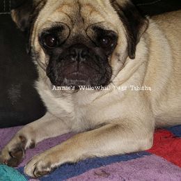 Tabitha - Pug
