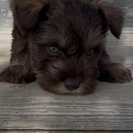 Alexander - Liver male Miniature Schnauzer puppy in West Point, Nebraska from Canyon Rose Schnauzers