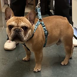 Rip - French Bulldog