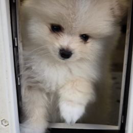 Nugget - Orange parti male Pomeranian puppy in Decatur, Alabama from Ruby's Pomeranians