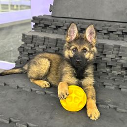 Alice - Sable German Shepherd puppy in Richland, Michigan from Vom Rockwood