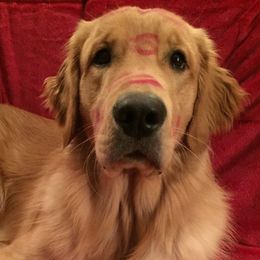 Golden Retrievers and Labrador Retrievers from Pilot Dogs