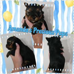 Wyatt - Black and tan male Yorkshire Terrier puppy in Wartburg, Tennessee from Amanda's Precious Pups