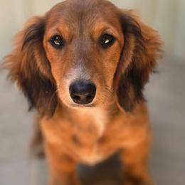 Peach - Dachshund