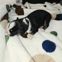 Black Tri 2 - Black tri female Miniature Australian Shepherd puppy in Leonard, Texas from Tin Roof Aussies