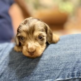 Alfie - Chocolate and cream male Dachshund puppy in Fort Gibson, Oklahoma from Cooper’s Dachshunds