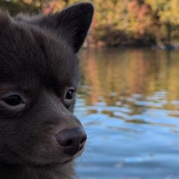 Pomeranians from Pomeranians