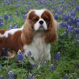 Cavalier King Charles Spaniel Puppies from Castlemar Cavaliers