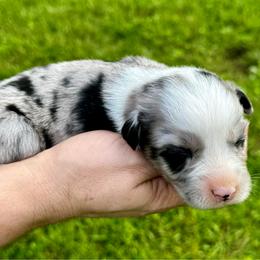 Ella - Blue merle female Miniature Australian Shepherd puppy in Mount Carmel, Tennessee from Hill Top Mini Aussies