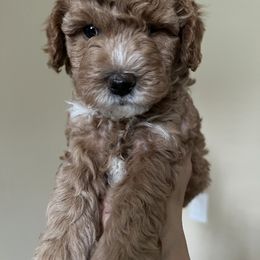 Boy 1 - Apricot Goldendoodle puppy in Wendell, North Carolina from Doodles of Cedar Creek Farm