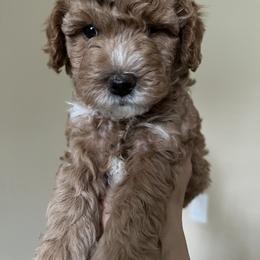 Boy 1 - Apricot Goldendoodle puppy in Wendell, North Carolina from Doodles of Cedar Creek Farm
