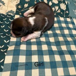 Girl 4 - Chocolate female Shih Tzu puppy in Temple, Pennsylvania from Kathy Diego's Shih Tzus