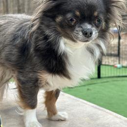 Kylee - Chihuahua