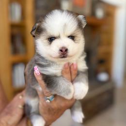 Rolo - Tri-color male Pomsky puppy in Cave Creek, Arizona from Arizona Luxury Pomskies