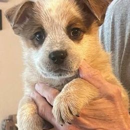 Sampson- Red boy - Red speckled male Australian Cattle Dog puppy in Pinon Hills, California from Adams Ranch ACDs