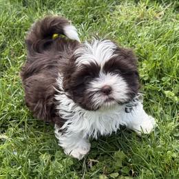 Chocolate and white girl - Liver and white female Shih Tzu puppy in Newark, Ohio from Gemini Kennels