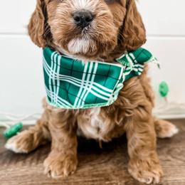 Cavapoo Puppies from Ruby's Cavapoos