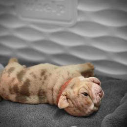 Girl 2 red collar - Chocolate tri-color female Bulldog puppy in Lewisberry, Pennsylvania from Salted Rim Corgis