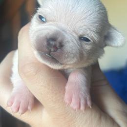 Halo - Fawn female Chihuahua puppy in New Castle, Delaware from Sasha’s Elite Kennel LLC