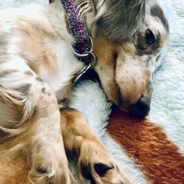 Dachshund Puppies from Meldox
