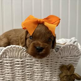 Little Poppy - Red female Cavapoo puppy in Knoxville, Tennessee from Dukes Forever Doodles