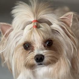 Tina - Biewer Terrier