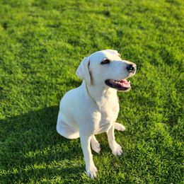 Labrador Retriever Puppies from AZ Lab Lovers