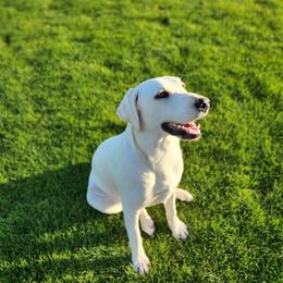 Labrador Retriever Puppies from AZ Lab Lovers