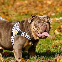 Matilda  - Bulldog