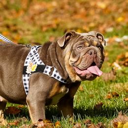 Matilda  - Bulldog