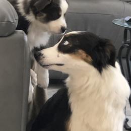 Miniature Australian Shepherd Puppies from Bear Pond Aussies