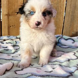 Hiccup - Blue merle male Australian Shepherd puppy in Kearney, Nebraska from Helix Aussies