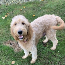 Cass - Goldendoodle