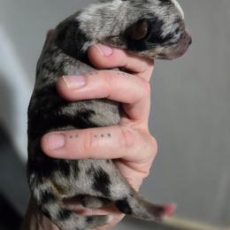 Prisma - Blue merle male Chihuahua puppy in Springfield, Missouri from Carly Parker