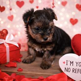 Girl 1 - Gold female Yorkshire Terrier puppy in Carmichael, California from Mckeever's Yorkies