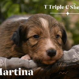 Martina- Yellow collar - Sable and white female Shetland Sheepdog puppy in Gladbrook, Iowa from T Triple C Shelties