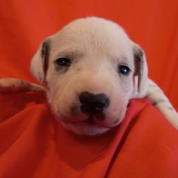 Girl 3 - female Dalmatian puppy in Spring Branch, Texas from D'vine Dalmatians