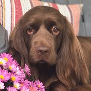 Bullmastiffs and Sussex Spaniels from Ol West Bullmastiffs and Sussex Spaniels