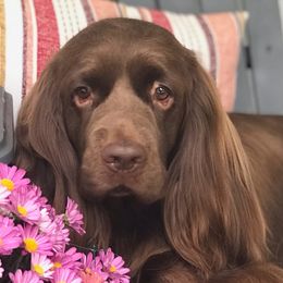 Bullmastiffs and Sussex Spaniels from Ol West Bullmastiffs and Sussex Spaniels