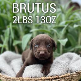 Brutus - Chocolate male Dilute Retriever puppy in Puyallup, Washington from 12 Door Farm Labradors