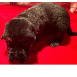 ADA YELLOW - Black and red female German Shepherd puppy in Yorkville, Illinois from Vom Archbold Haus World Class German Shepherds