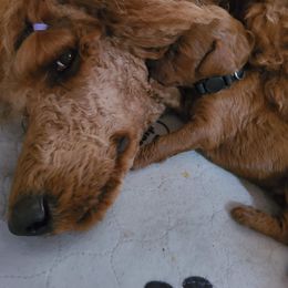 Poodle Puppies from Evening Star Poodles