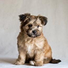 Shih Tzu Puppies from Nelly Kolomiyets